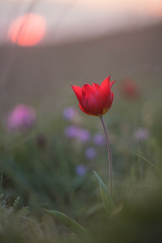 Tulipa suaveolens  фото превью