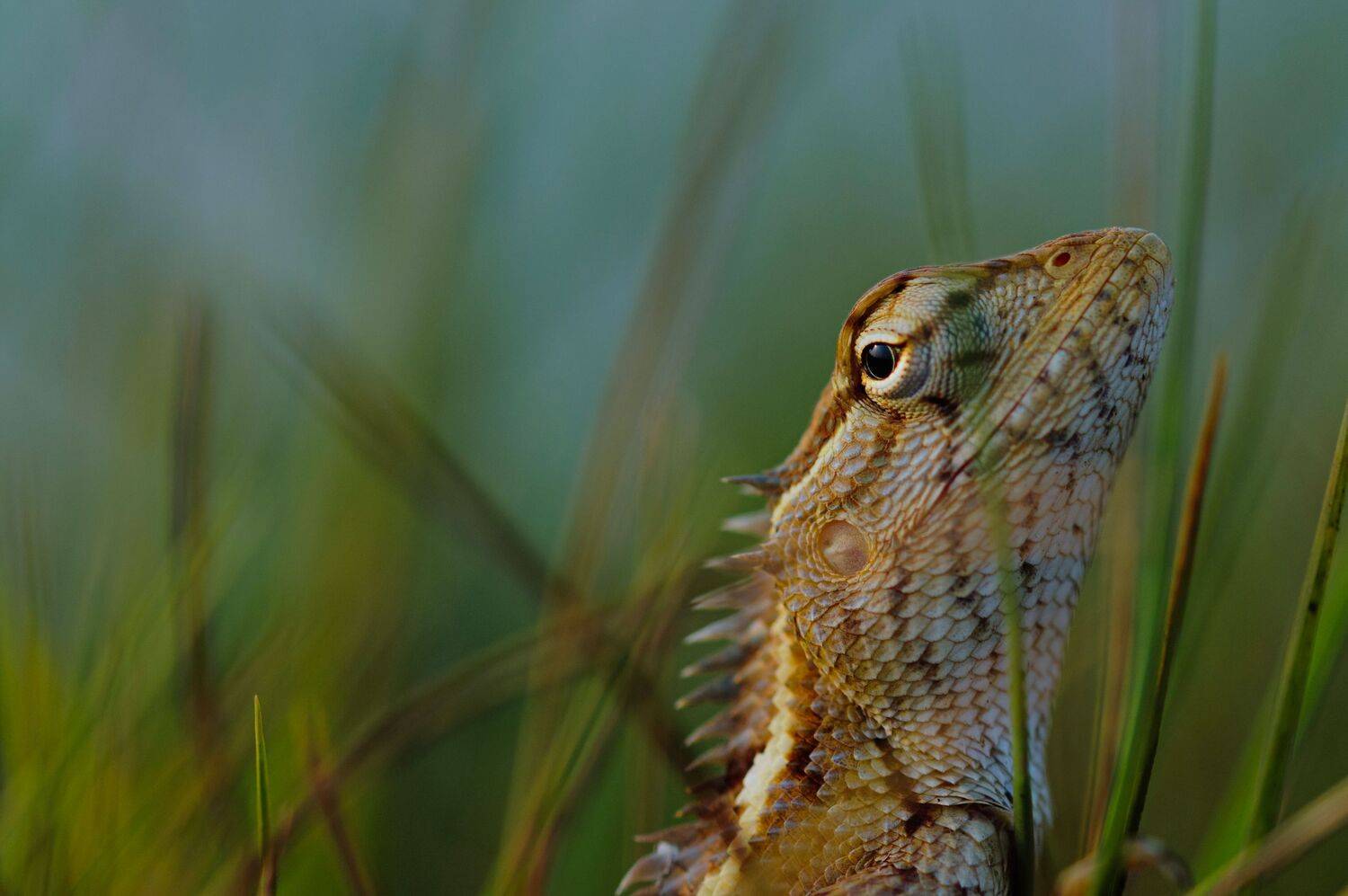 reptile,wild,cluseup.lake,water,sea,shadow,reflection,nikon,friend,grass,peace,morning,fog,lizard, G N RAJA