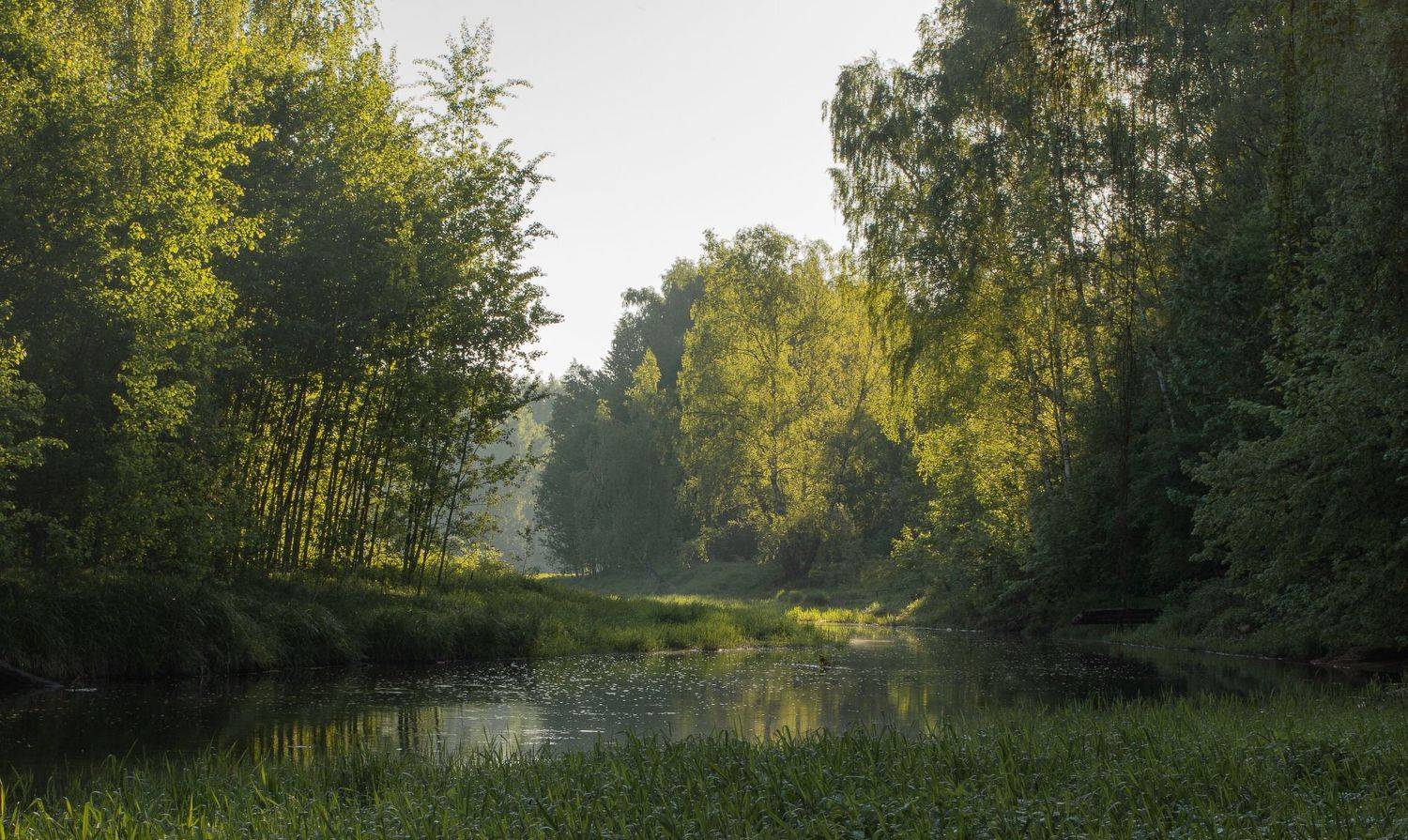 утро, свет, природа, пейзаж, Ольга Бонина