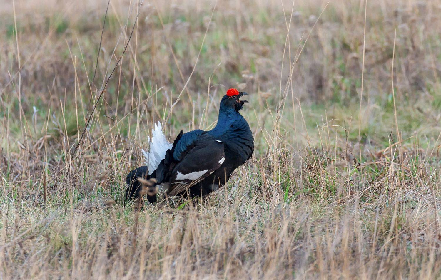 птица, тетерев косач,  лес, ток,, Марина Мочалова
