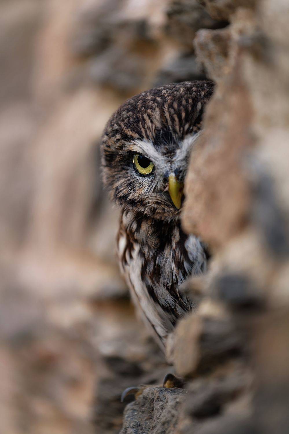 animal, bird, owl, screech owl, detail, eye, , Michaela Fire&scaron;ov&aacute;