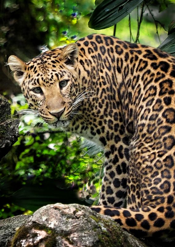Javan Leopard фото превью