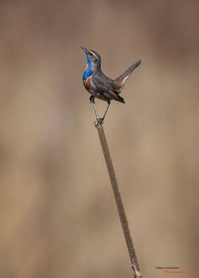 , Валерий Субачев