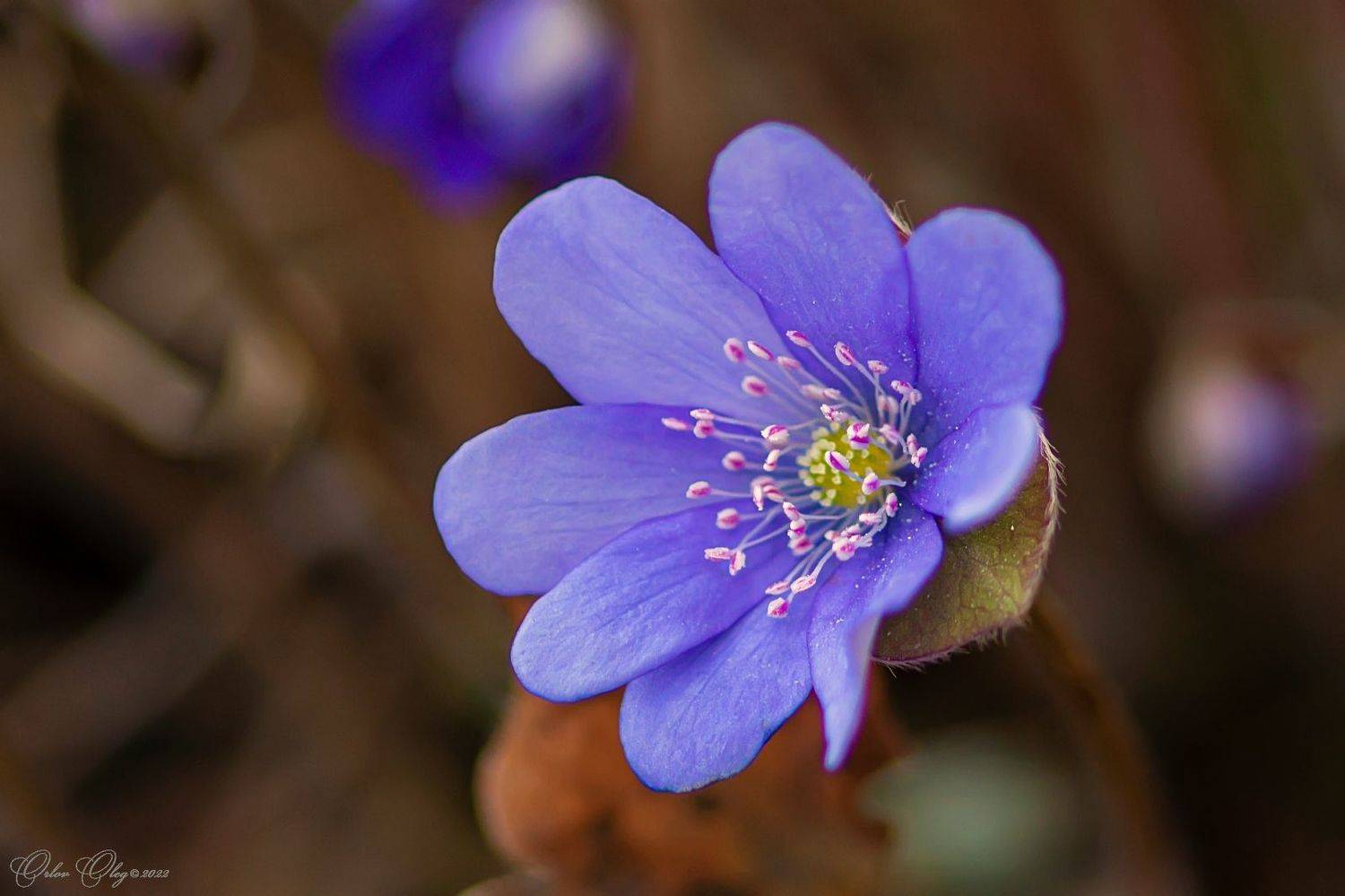 , Орлов Олег