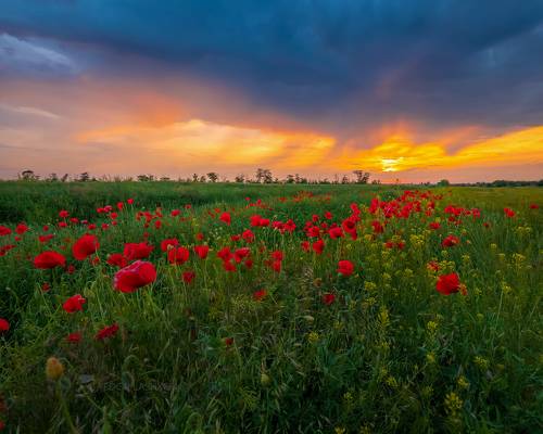 Маки в грозу