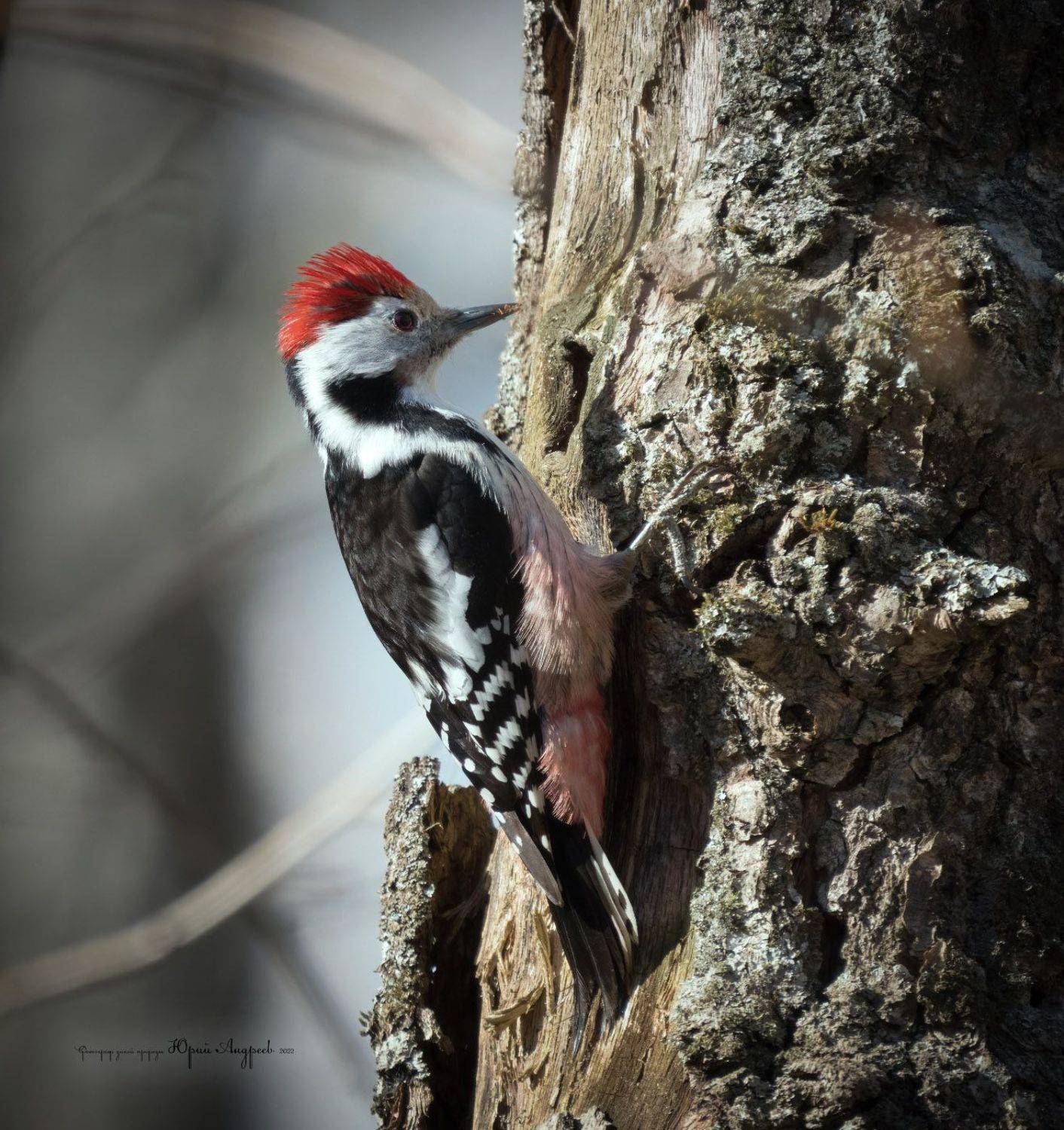 средний пёстрый дятел, вертлявый дятел, лесной доктор, Юрий Андреев