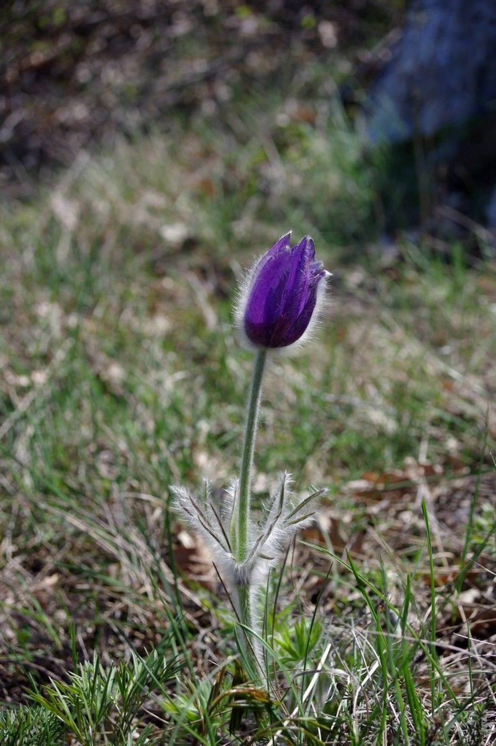 , Александр Земляной