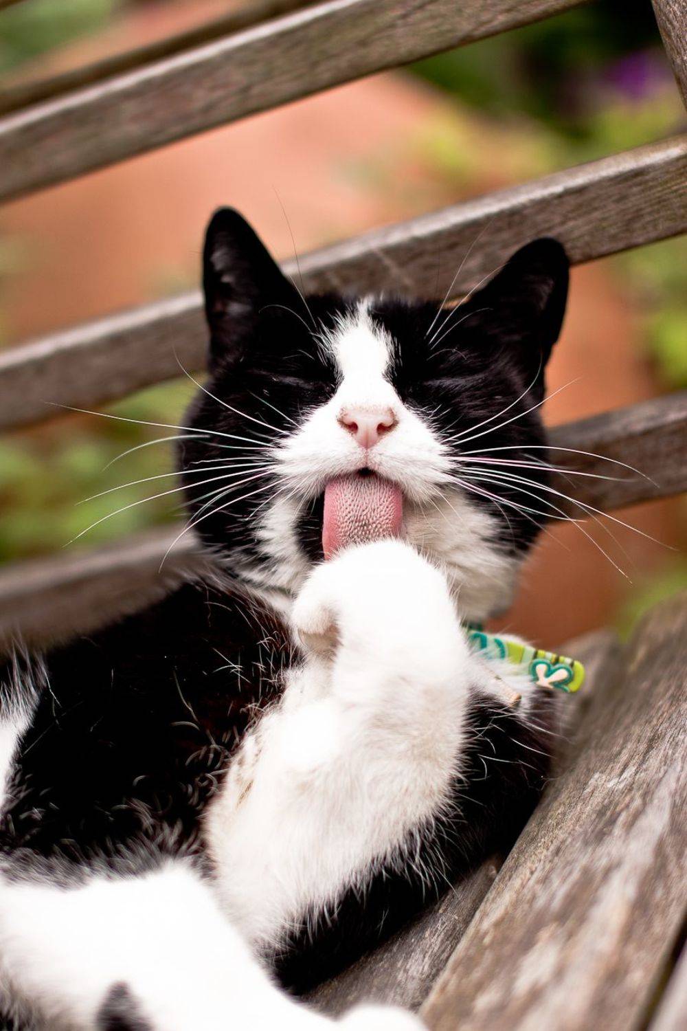 Cat, Color, Rozman Erik