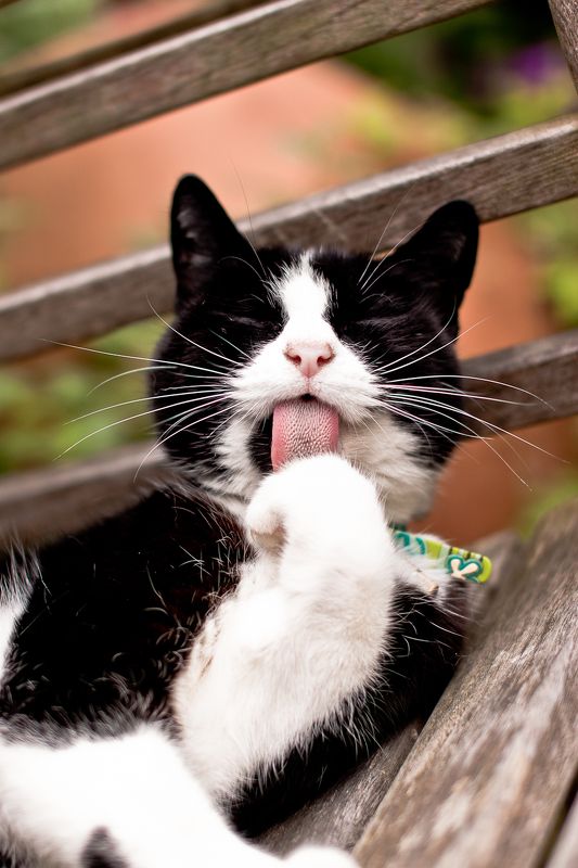 Nom Nom Nom фото превью