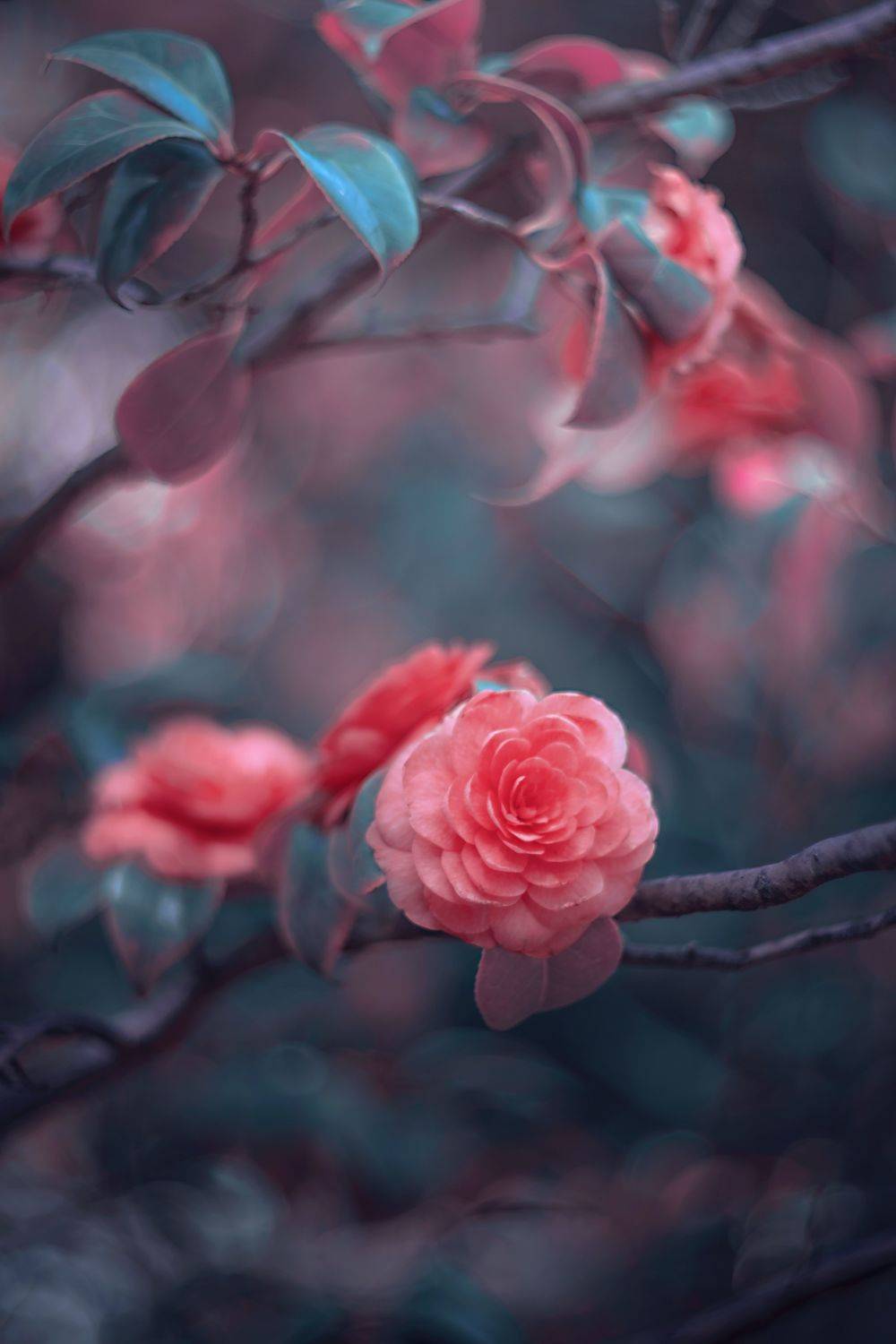 pink,blue,flower,bokeh,zenit,helios,nature,, Борислав Алексиев