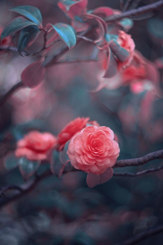 Pink фото превью