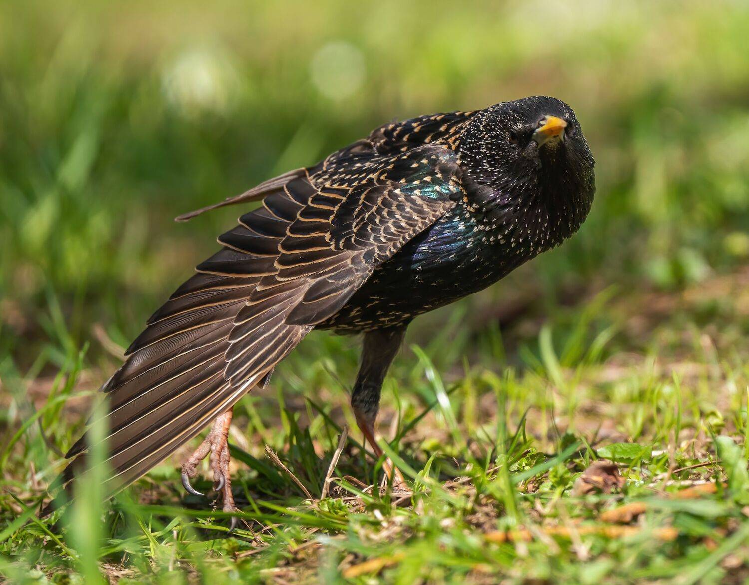 , Константин Дэм