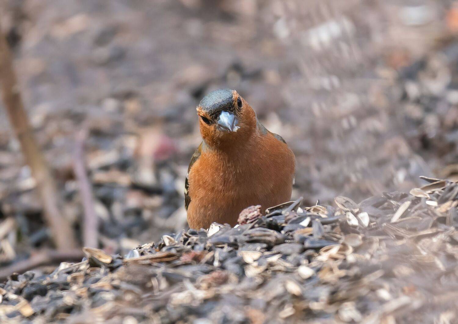 , Константин Дэм