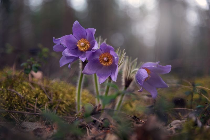 *** фото превью