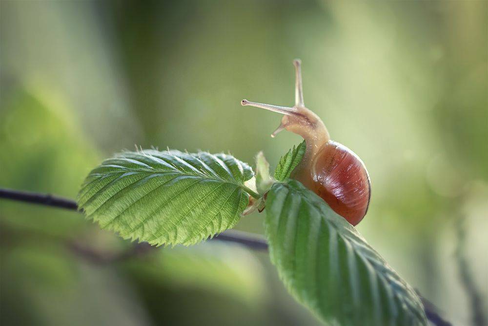 улитка, макро, macro, калининград, волшебное макро , Хилько Марина