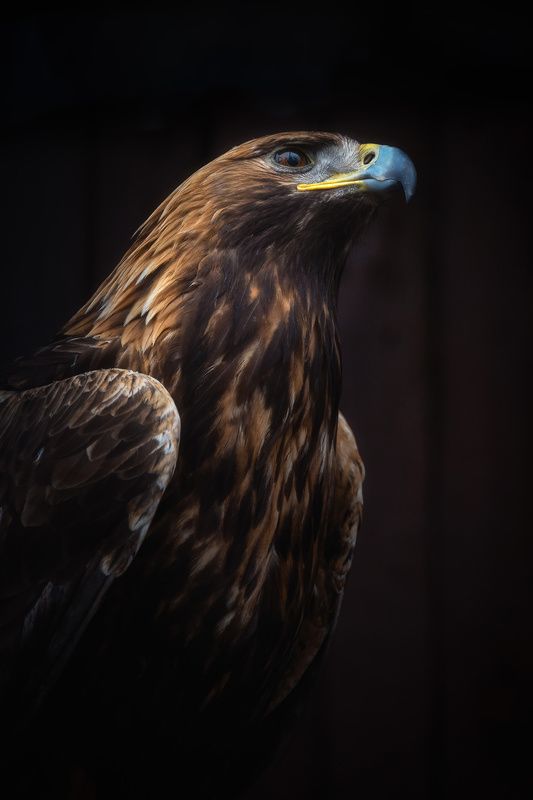 Взгляд фото превью