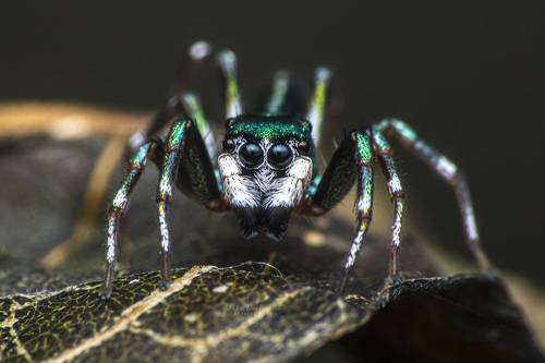 Jumping spider