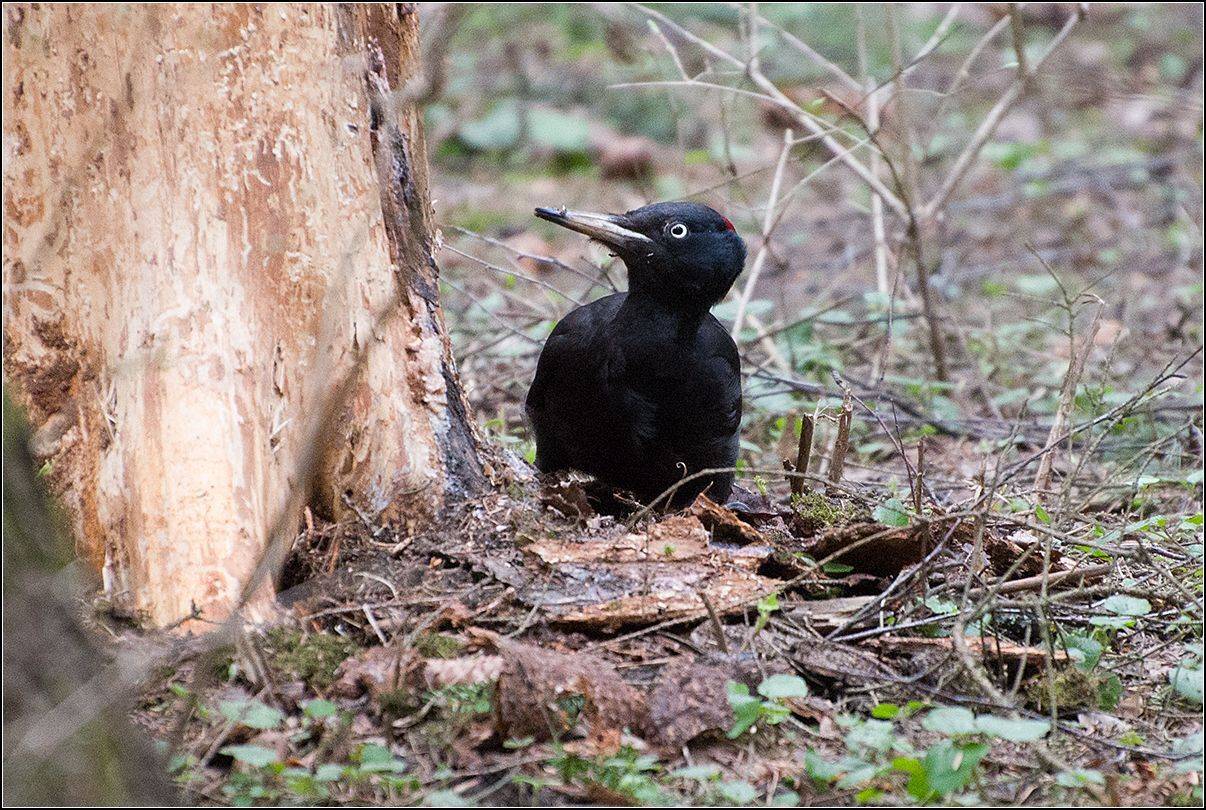 москва, парк, птица, АНАТОЛИЙ ДОВЫДЕНКО