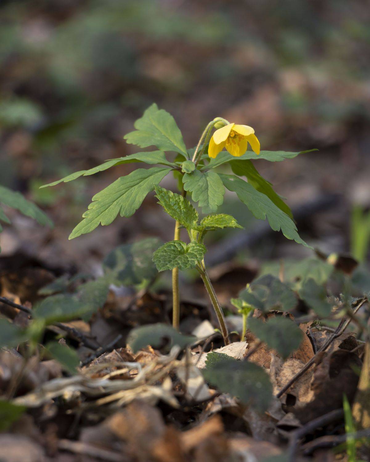 цветы, природа, Ольга Бонина
