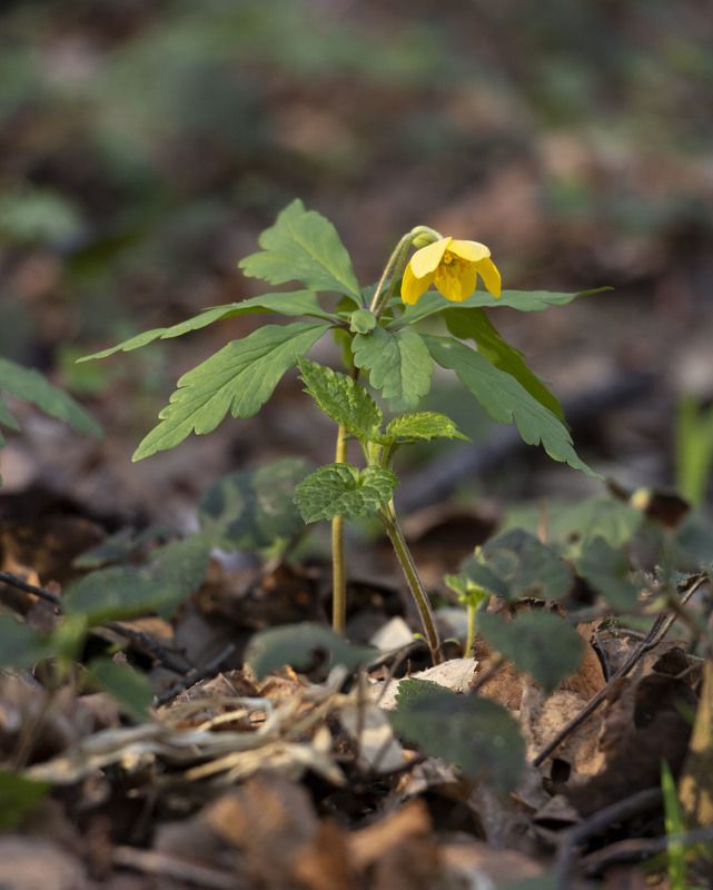 цветы, природа Ветреница фото превью