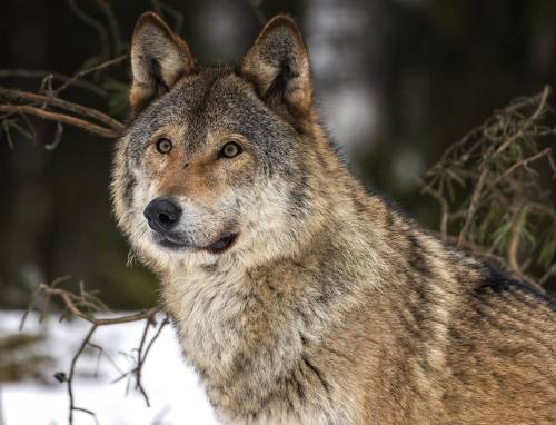 Портрет волка.