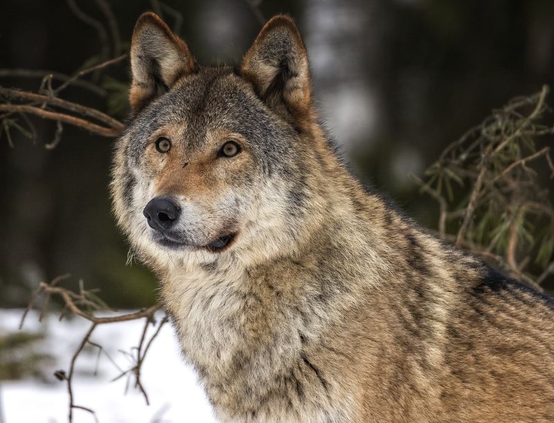 Портрет волка. фото превью