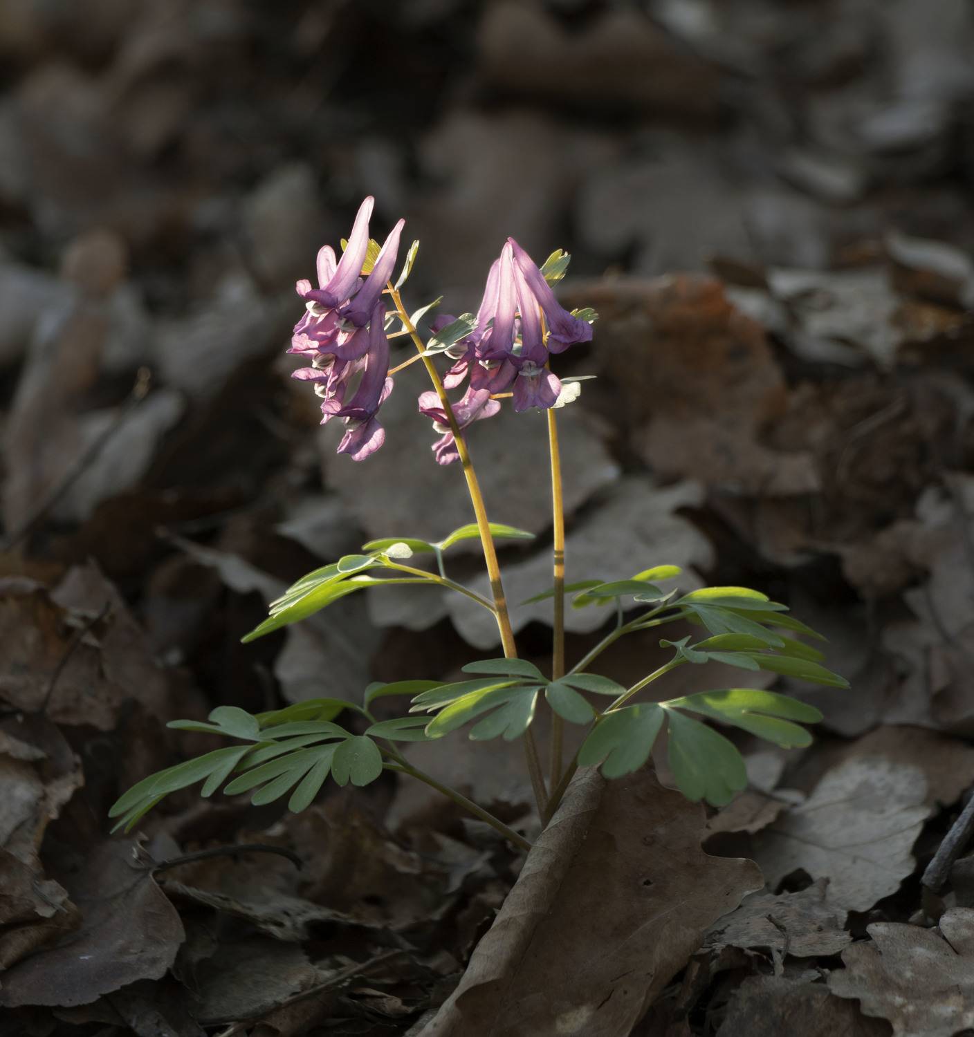 цветы, природа, Ольга Бонина
