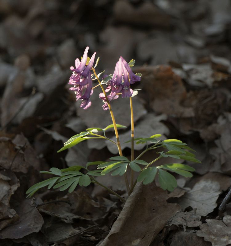 цветы, природа В солнечных лучах фото превью