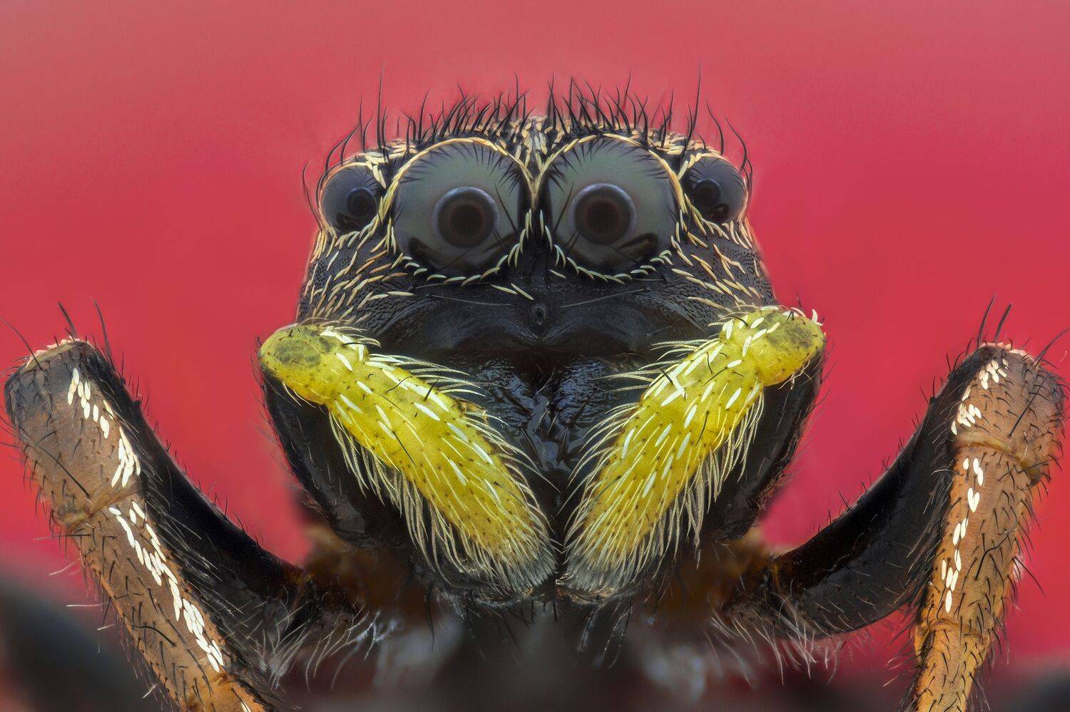 ceclii, macro, Tsvetan Ganev