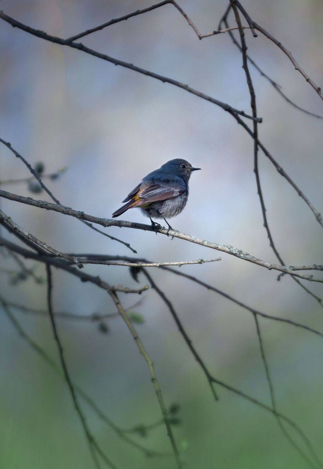 , Баранов Олег