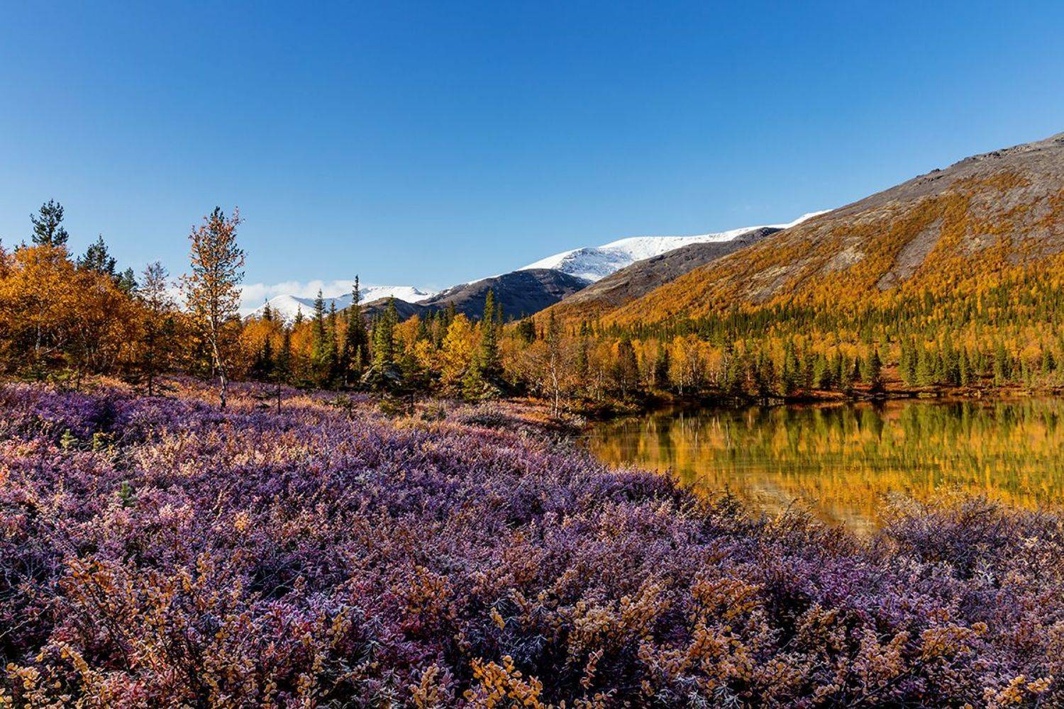 хибины,кольский,осень,прованс,куэльпорр, Денисов Игорь