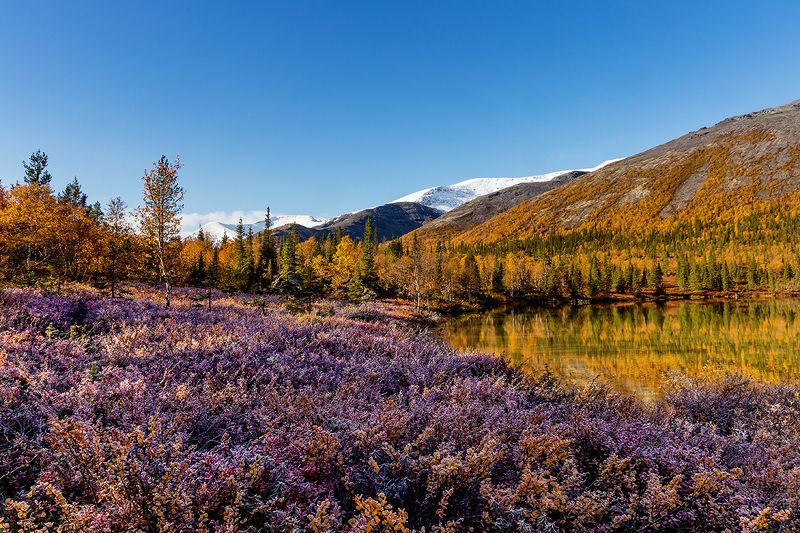 хибины,кольский,осень,прованс,куэльпорр Хибинский Прованс. фото превью