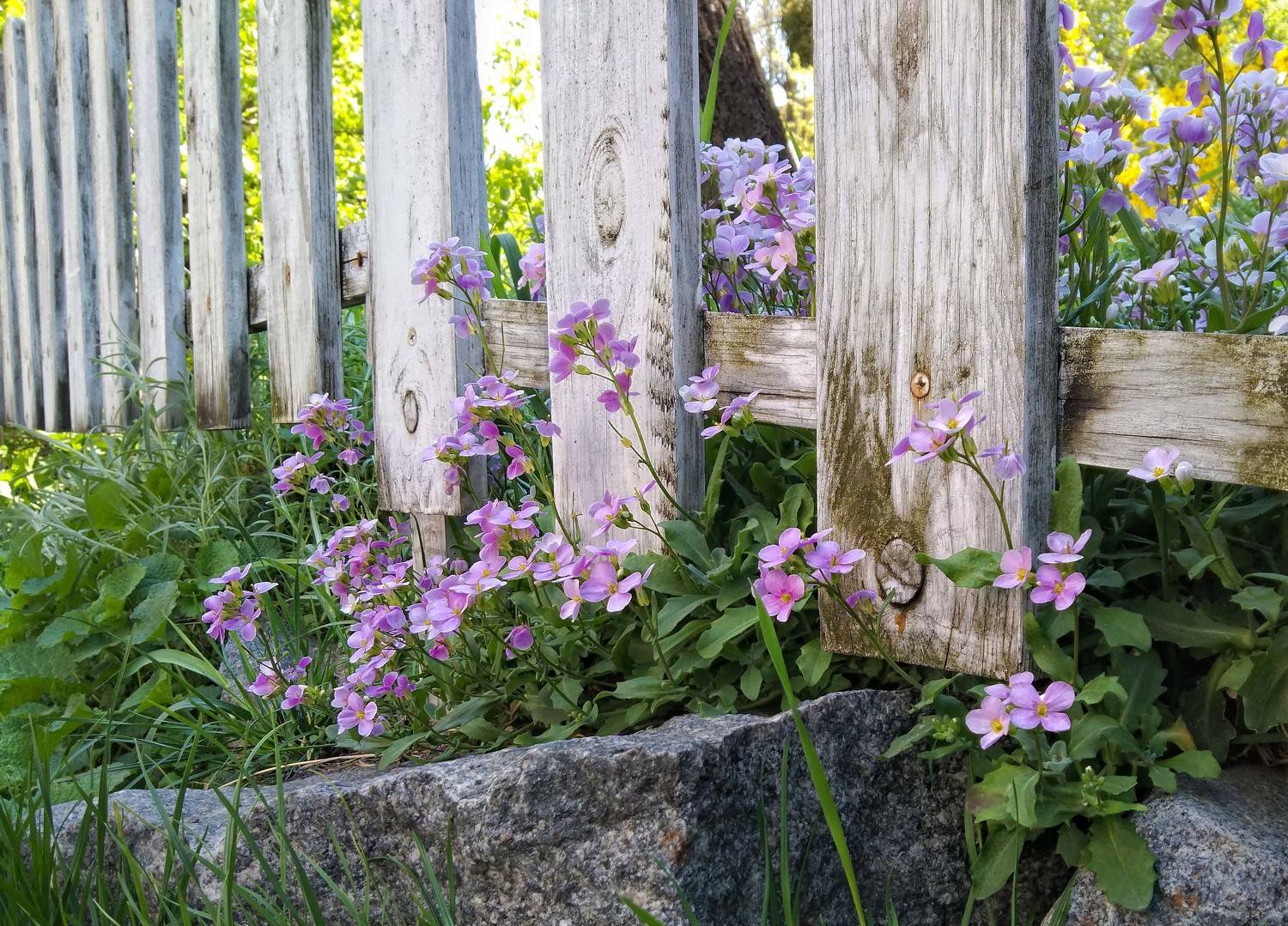 ,  Александр