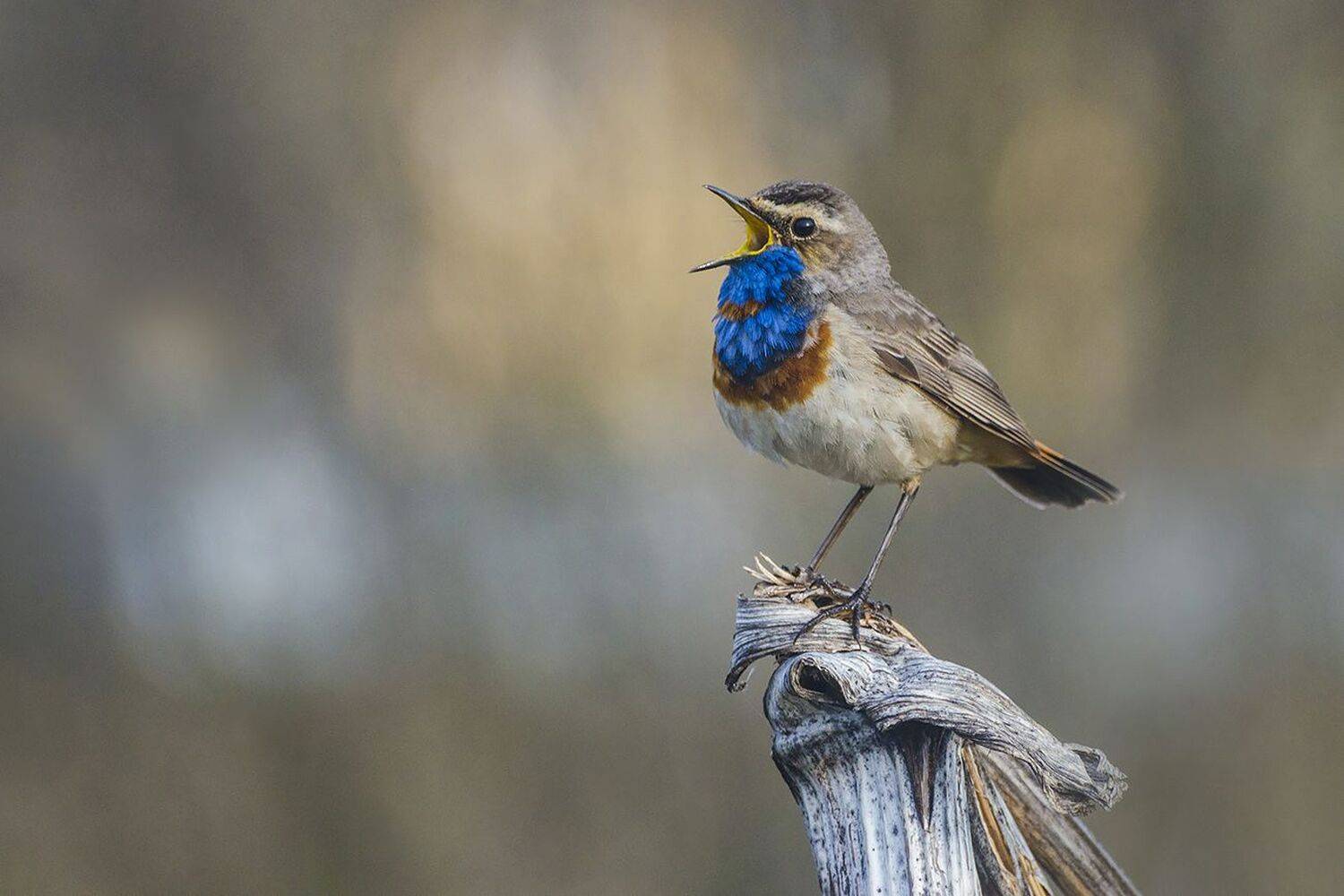 варакушка, птица, самец, Михаил Агеев