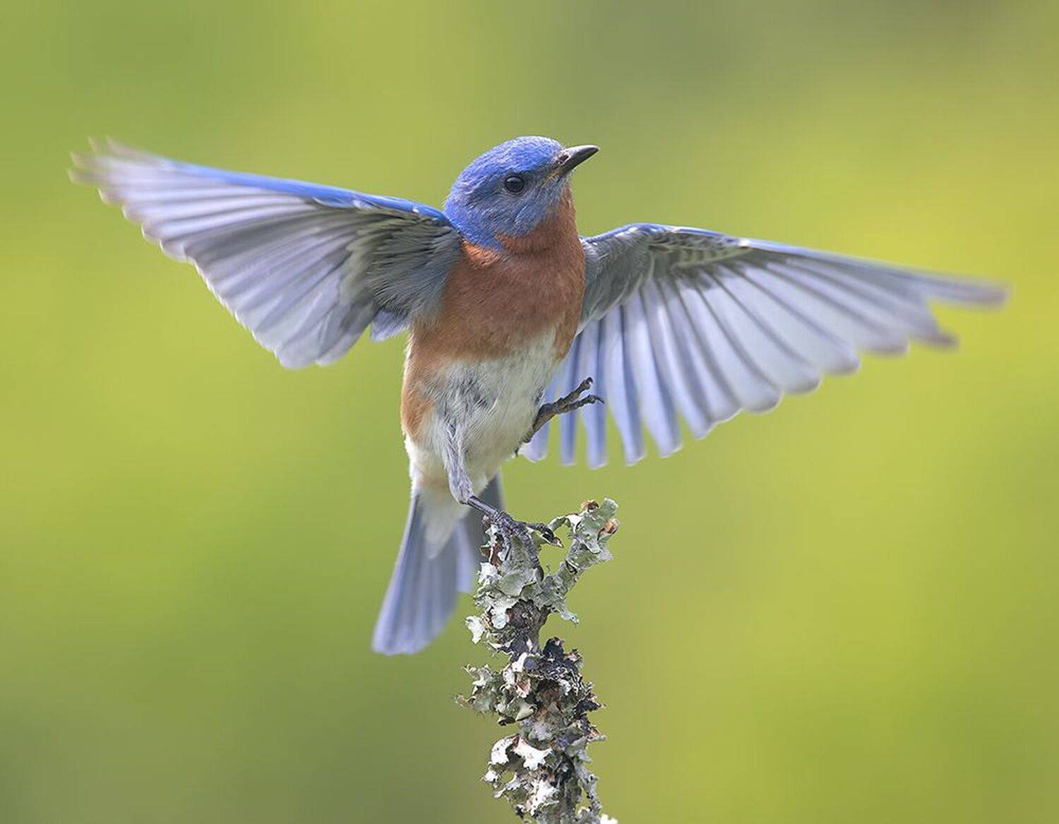 восточная сиалия, eastern bluebird, bluebird, весна, Etkind Elizabeth