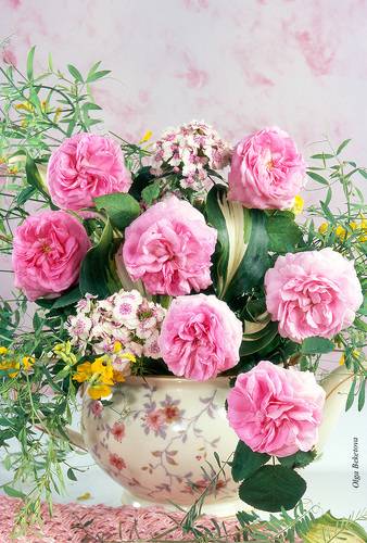 Садовые розы