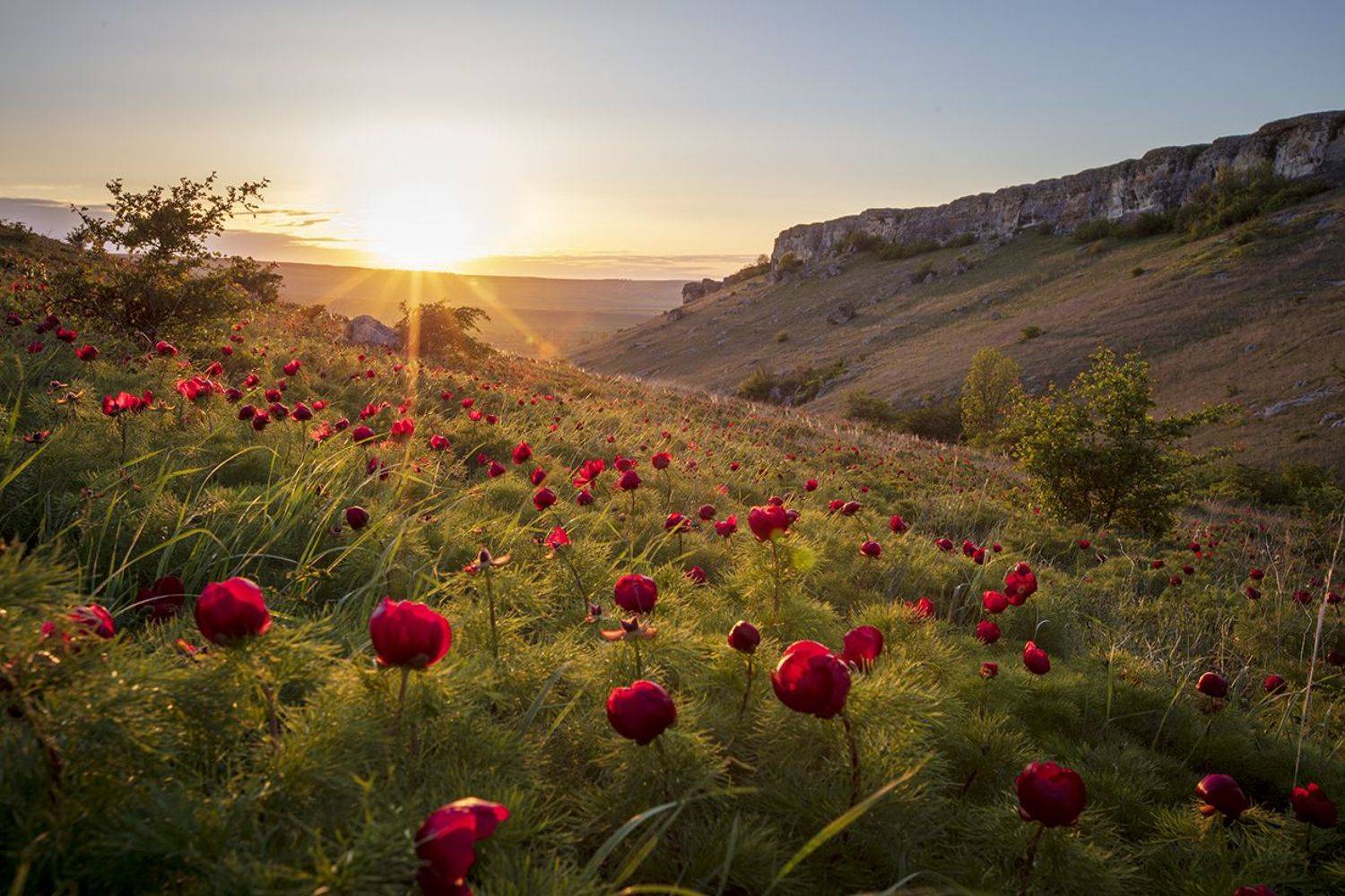 крым, пейзаж, пионы, закат, белая скала, белогорск, цветы,, Сергей Шульга