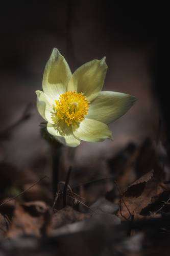 Пробуждение природы