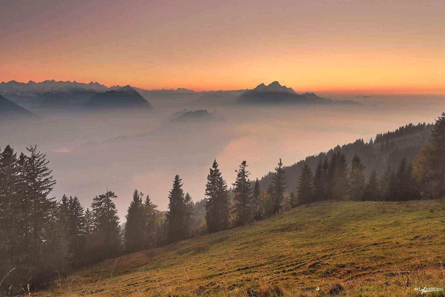 swiss, Матвеев Николай