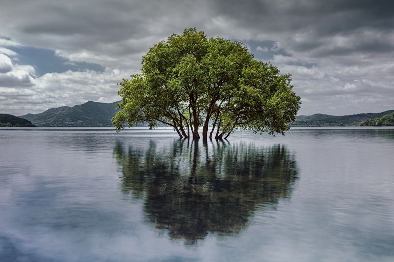 The giving tree фото превью