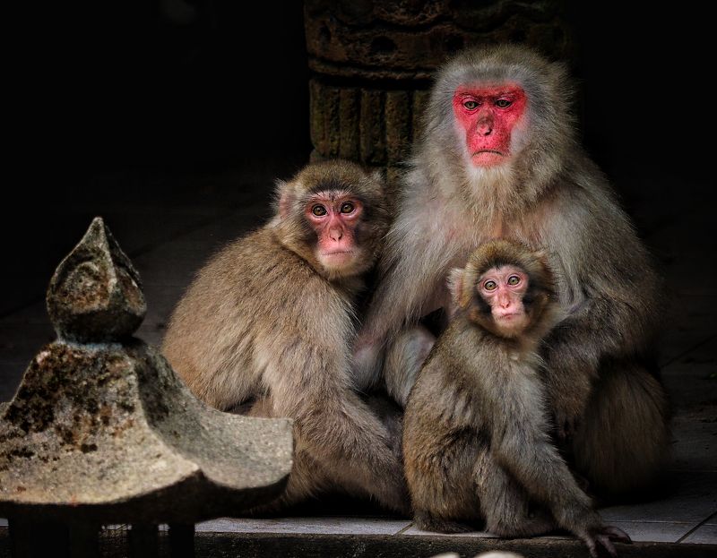 Mongkey Family фото превью