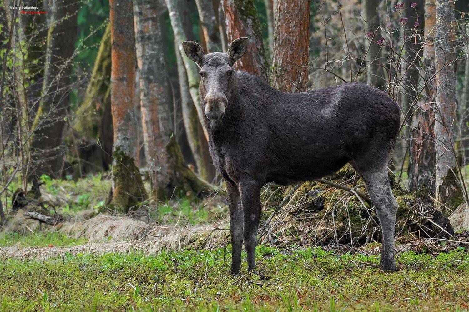 , Валерий Субачев