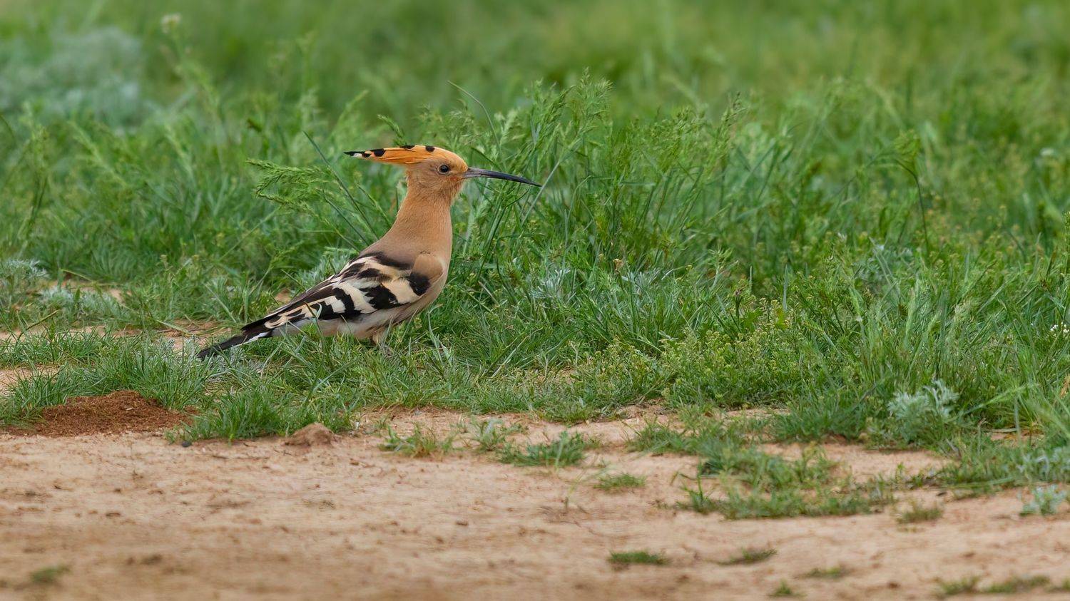 удод, Марат Кучкаев