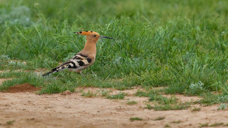 удод *** фото превью