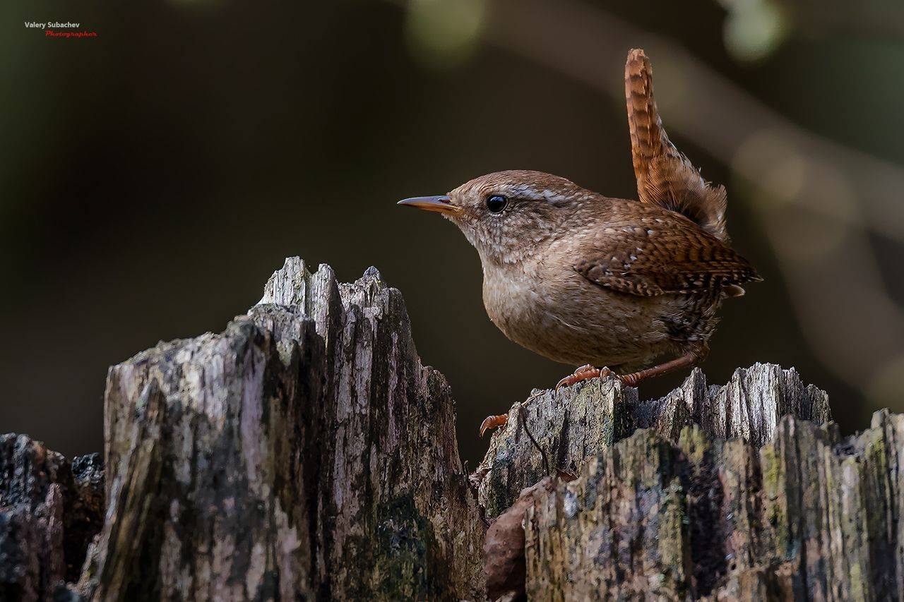 , Валерий Субачев
