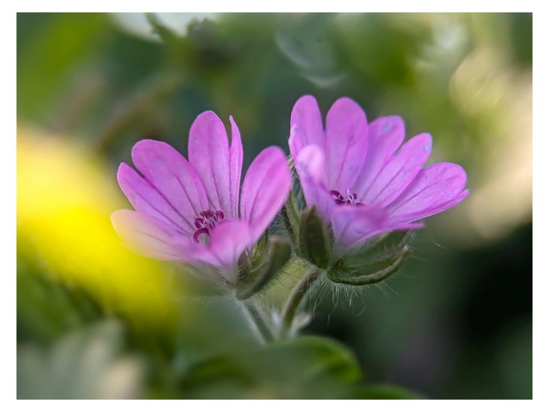 Pink фото превью