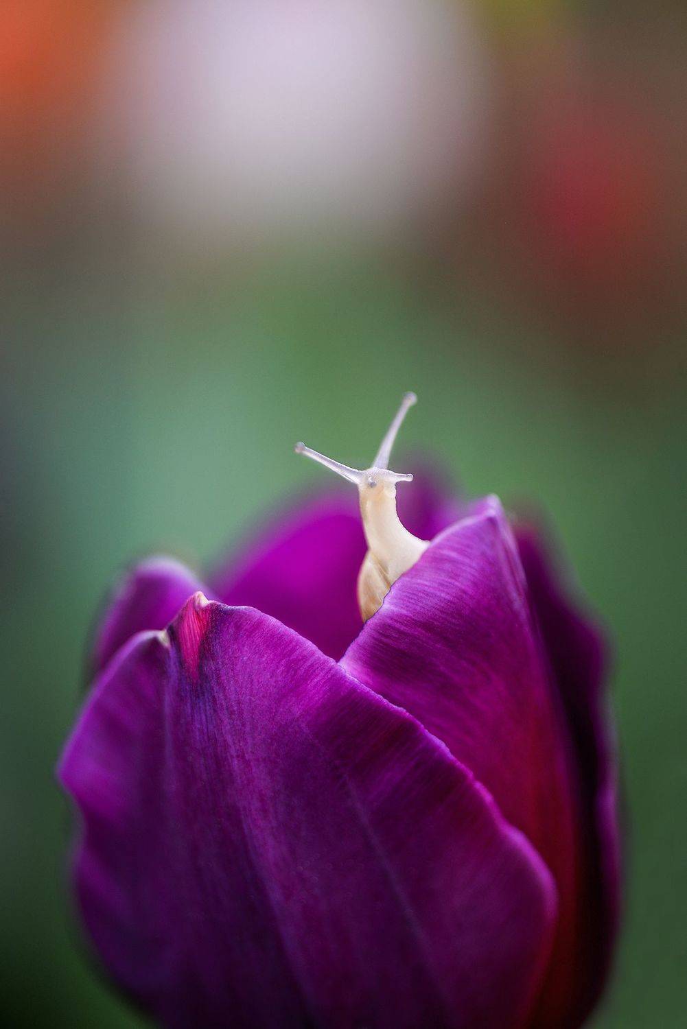 макро, макросказки, макроистории, улитки, вчувствование, созерцание, тишина, покой, лес, природа, красота,, Быканова Виктория