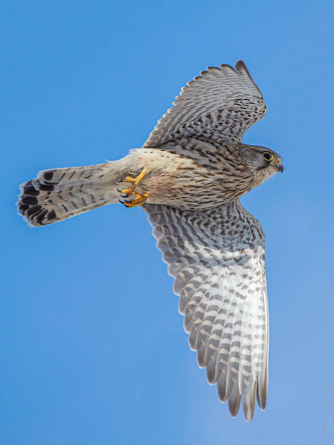 , Логунов Максим