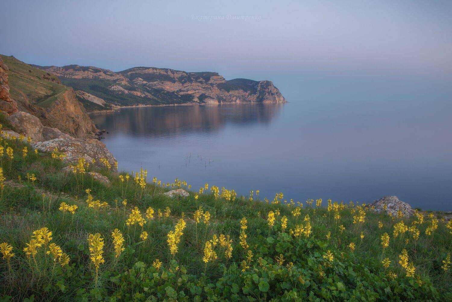 цветы, крым, весна, асфоделина, балаклава, севастополь, море, природа, crimea, spring, flowers, Дмитренко Екатерина