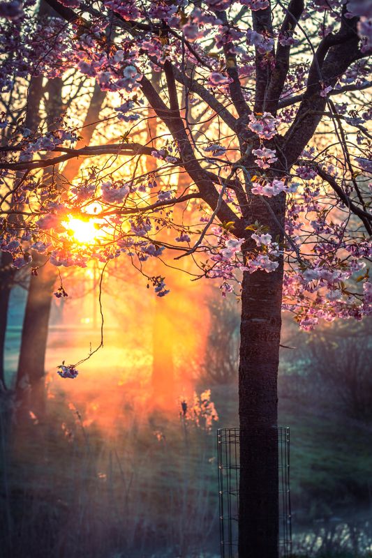 весна, сакура, цветение, цветок, солнце, туман, утро Цветение сакуры фото превью